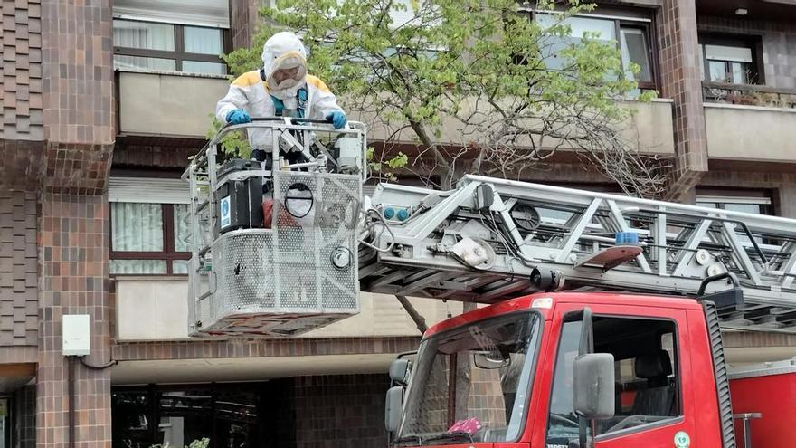 Los bomberos eliminan un nido de avispas en Oviedo.