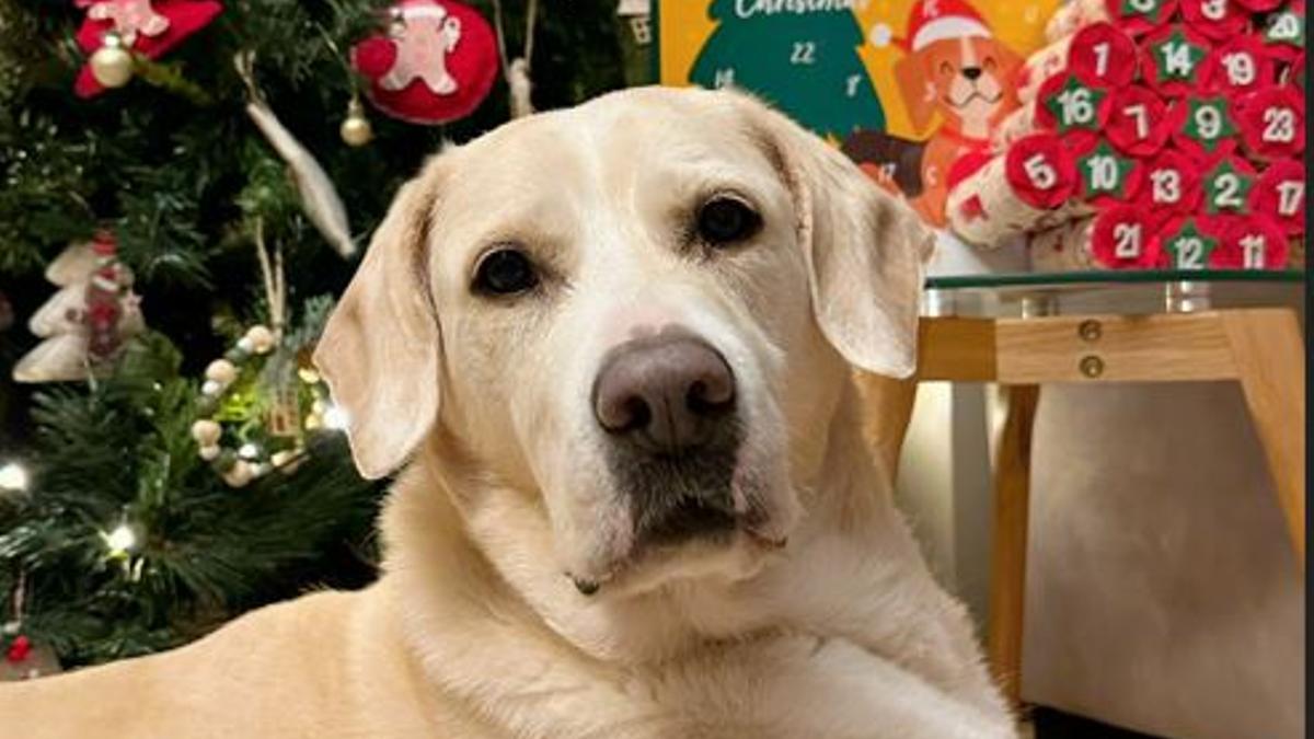 Els gossos necessiten viure les festes amb calma i benestar.