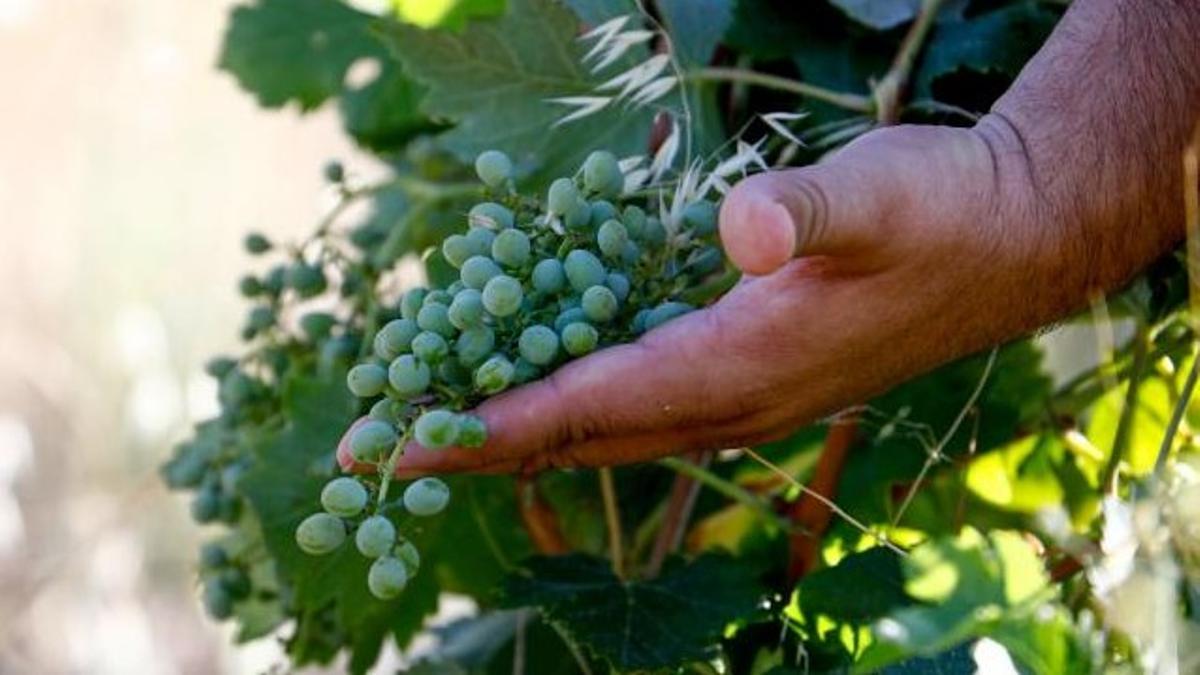 Un racimo de uvas de una de las cepas y variedades extintas desde hace más de un siglo en Alcaracejos, en la comarca del Valle de Los Pedroches (Córdoba).