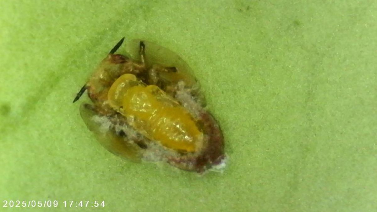 Detalle del parasitoide 'Tamarixia citricola'