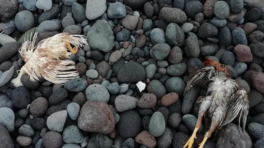 Restos de santería en la playa de La Viuda, en Güímar.