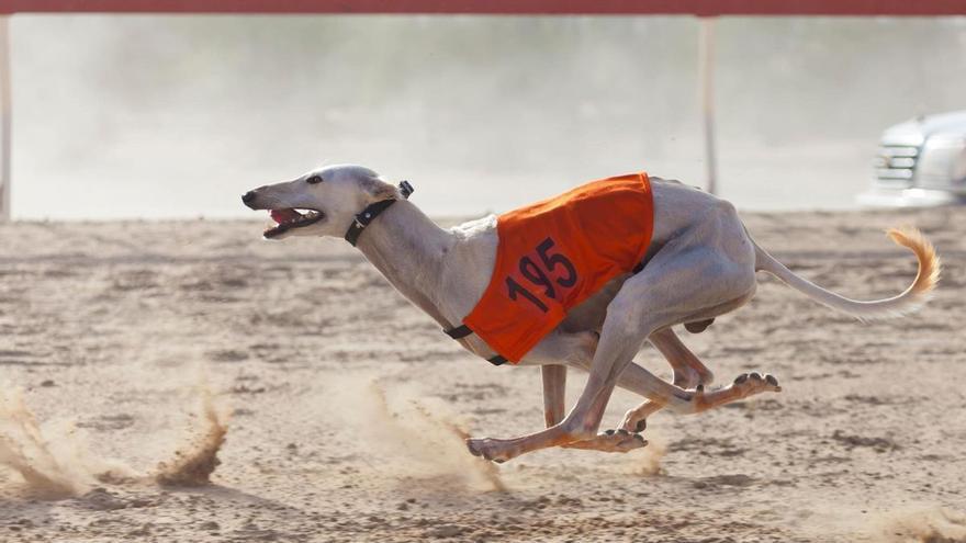 Gales y Escocia vetan las carreras de galgos y reabren el debate en España