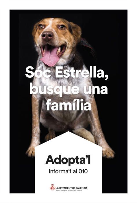 València pone cara y nombre a los perros de Benimàmet que buscan familia de adopción