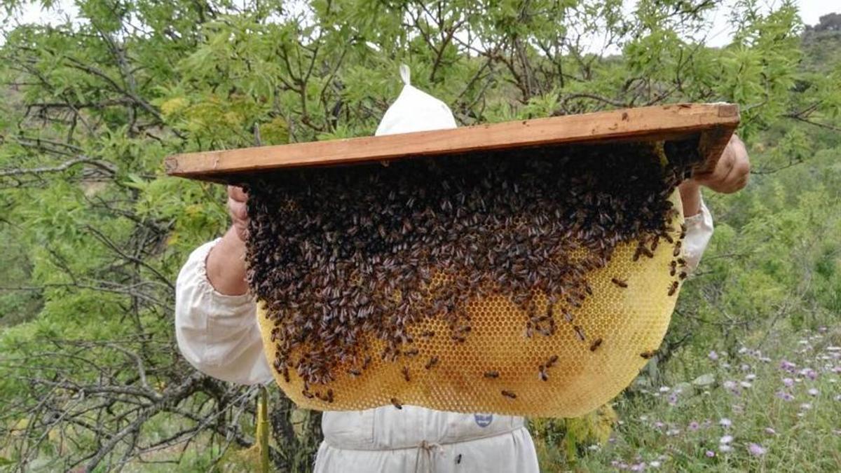 ‘La abeja del guanche’, mejor miel de Gran canaria 2022