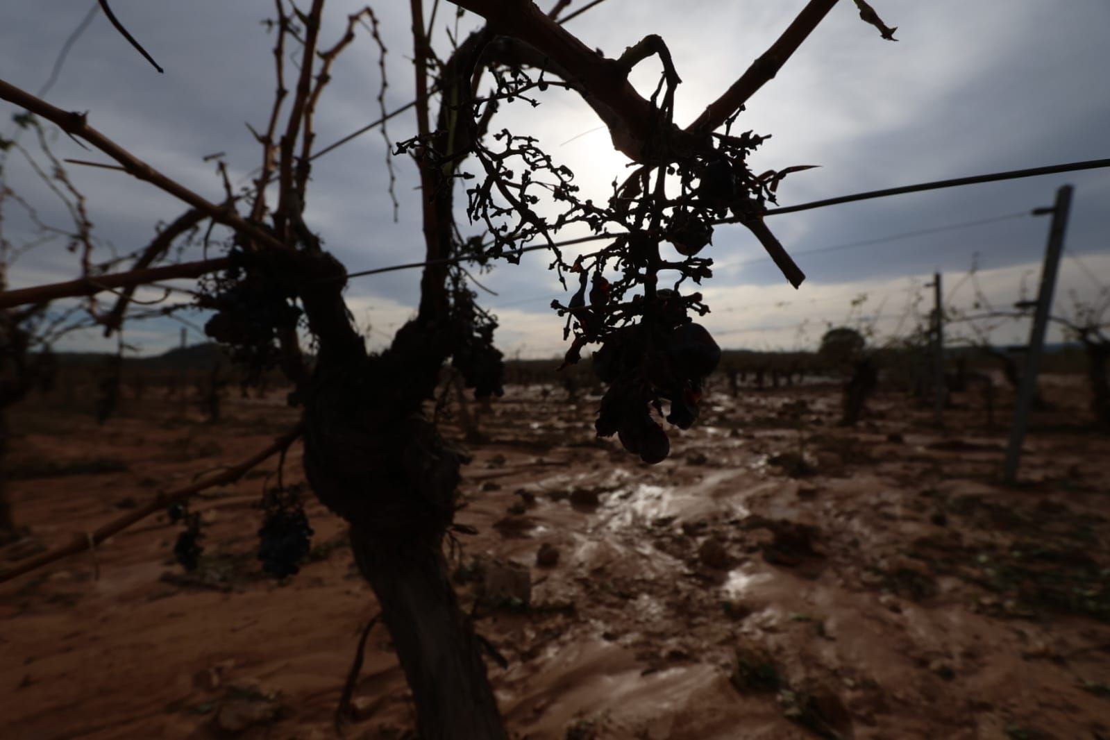 Las consecuencias del temporal de granizo que azotó ayer Requena