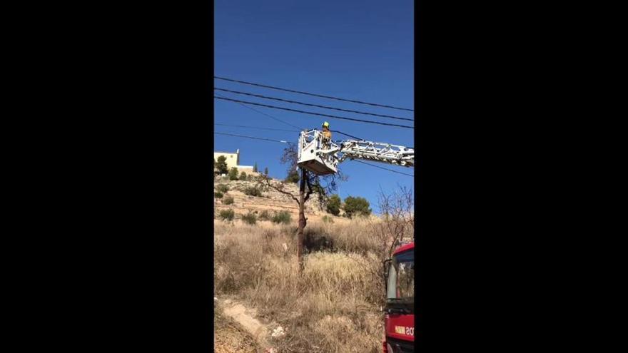 Los bomberos rescatan a un gato en Ibi