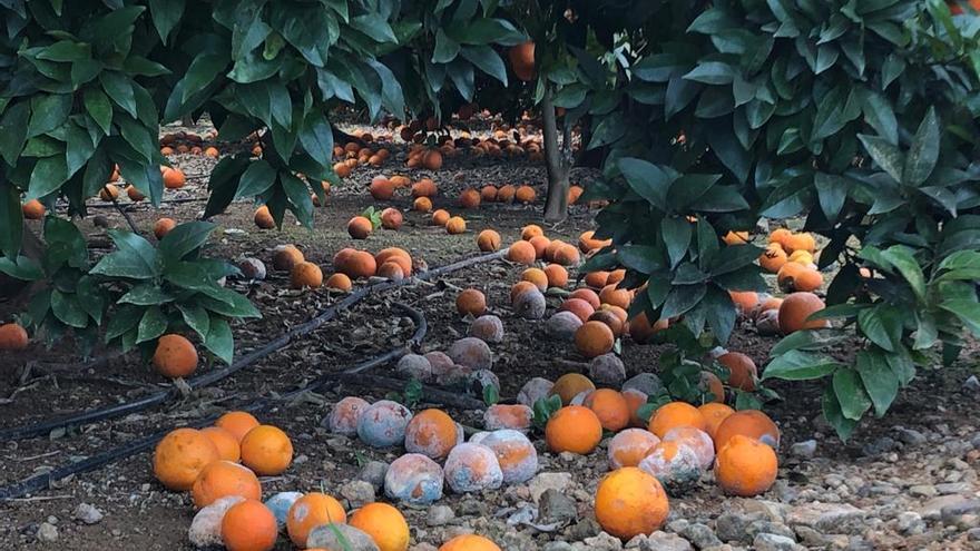 El Valencia vuelve al naranja - Levante-EMV