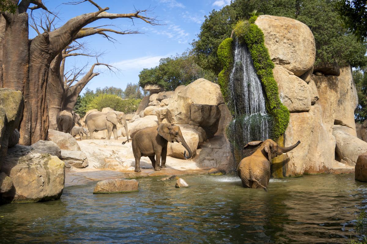 Bioparc Valencia cuenta con una manada de ocho elefantes africanos y una cría de seis meses.