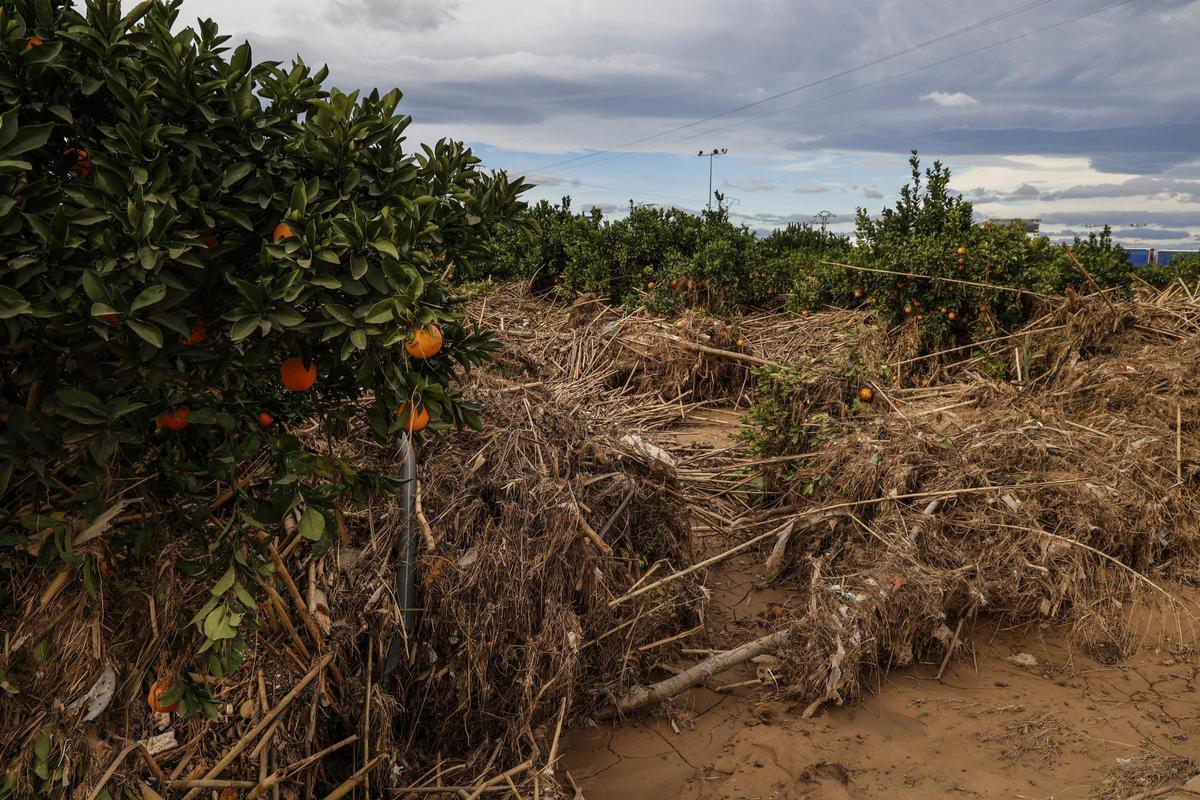 Campo de naranjos arrasado por la DANA