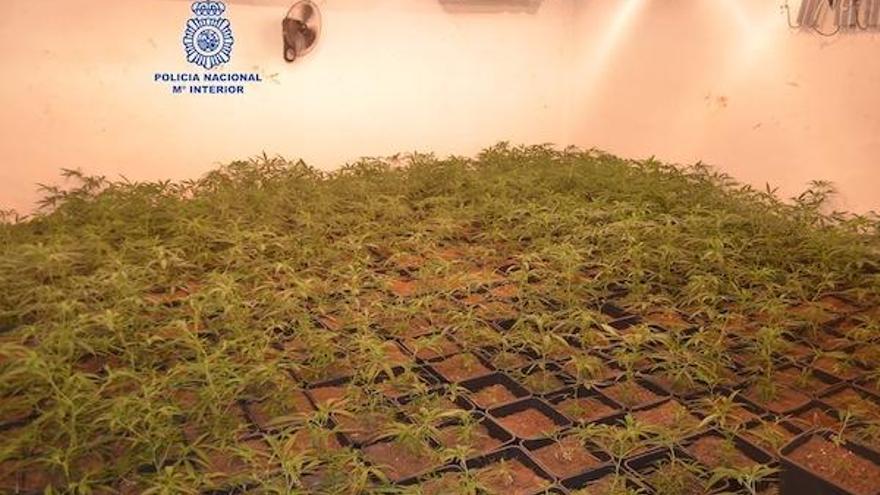 Parte de la marihuana encontrada en la casa