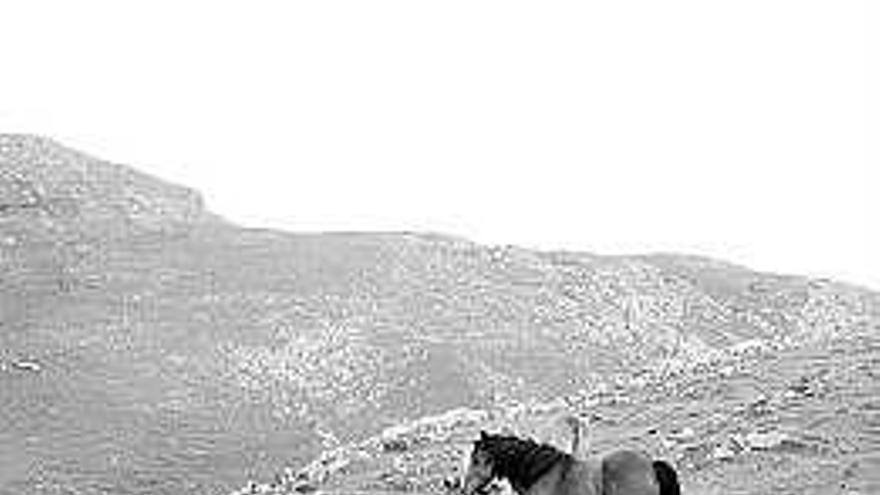 Ganado en los pastos de la sierra del Aramo.