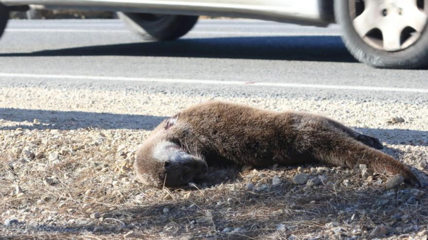 Ecologistas reclaman que el ensanchamiento en Elche de una carretera que bordea El Hondo se integre ambientalmente