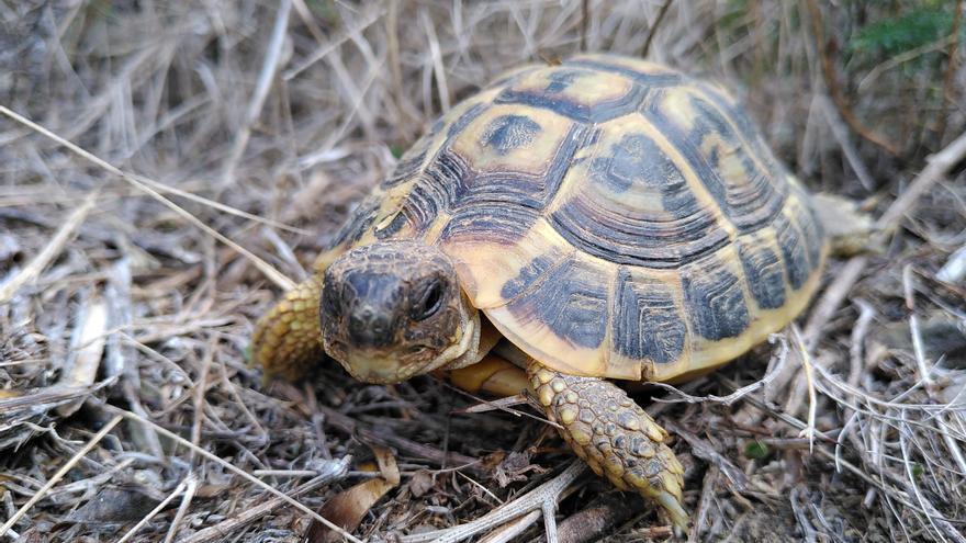 El Parc Natural de Cap de Creus engega un pla de reintroducció de la tortuga mediterrània