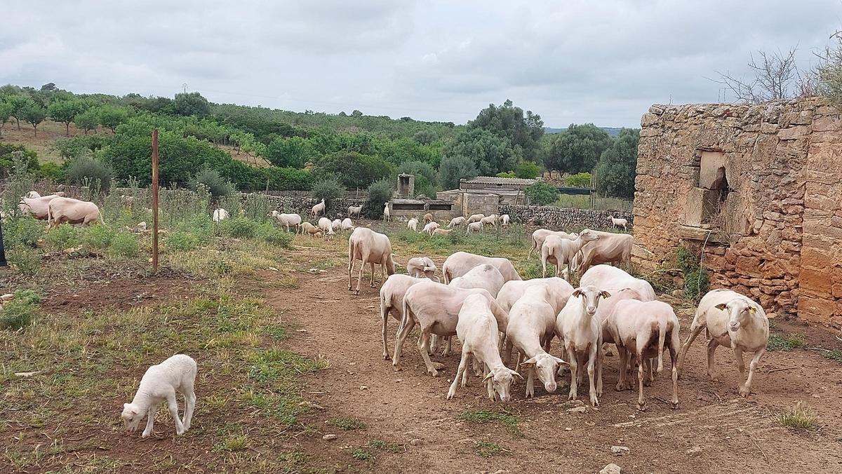 Ovejas mallorquinas después de la esquila en Ses Cabanasses, Petra.