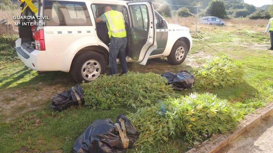 La Guardia Civil se incauta de las plantas de marihuana en un invernadero de Borraxeiros. // OPC