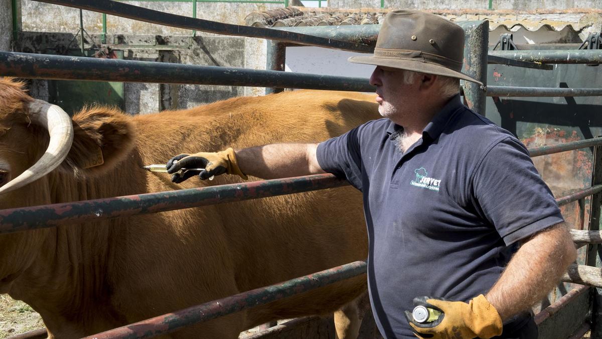 El veterinario inyecta medicamentos a una vaca infectada de Ehe en una finca de la comarca de Ledesma