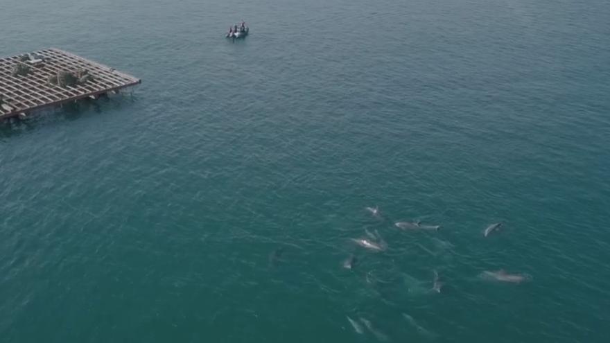 Los delfines estudiados esta semana con un dron.