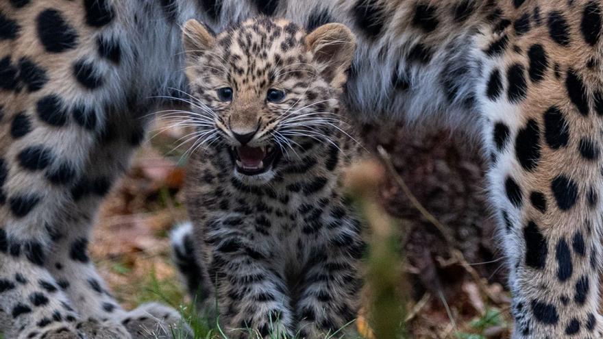 Auf jeden Fall sympathischer als der Kampfpanzer: Amurleoparden im Zoo Leipzig.  | FOTO: HENDRIK SCHMIDT/DPA