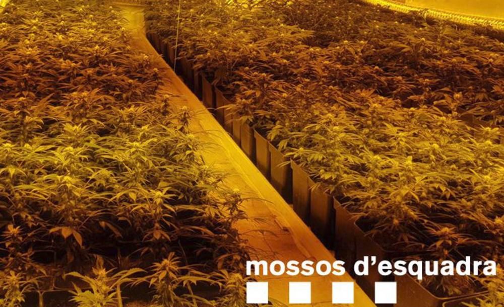 Troben 1.910 plantes de marihuana en un mas de Llambilles