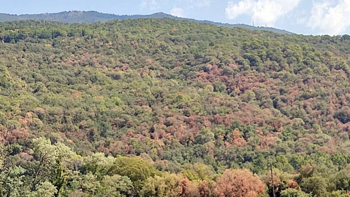 Un dels boscos afectats per la sequera, amb arbres de color marró. |  LAURA FANALS