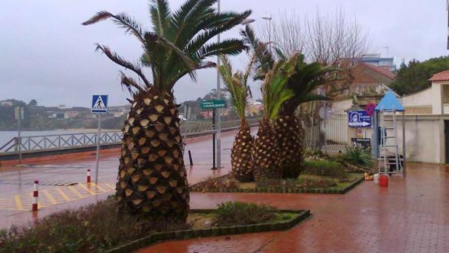 El Concello investiga en Mera el envenenamiento de palmeras - La Opinión de  A Coruña