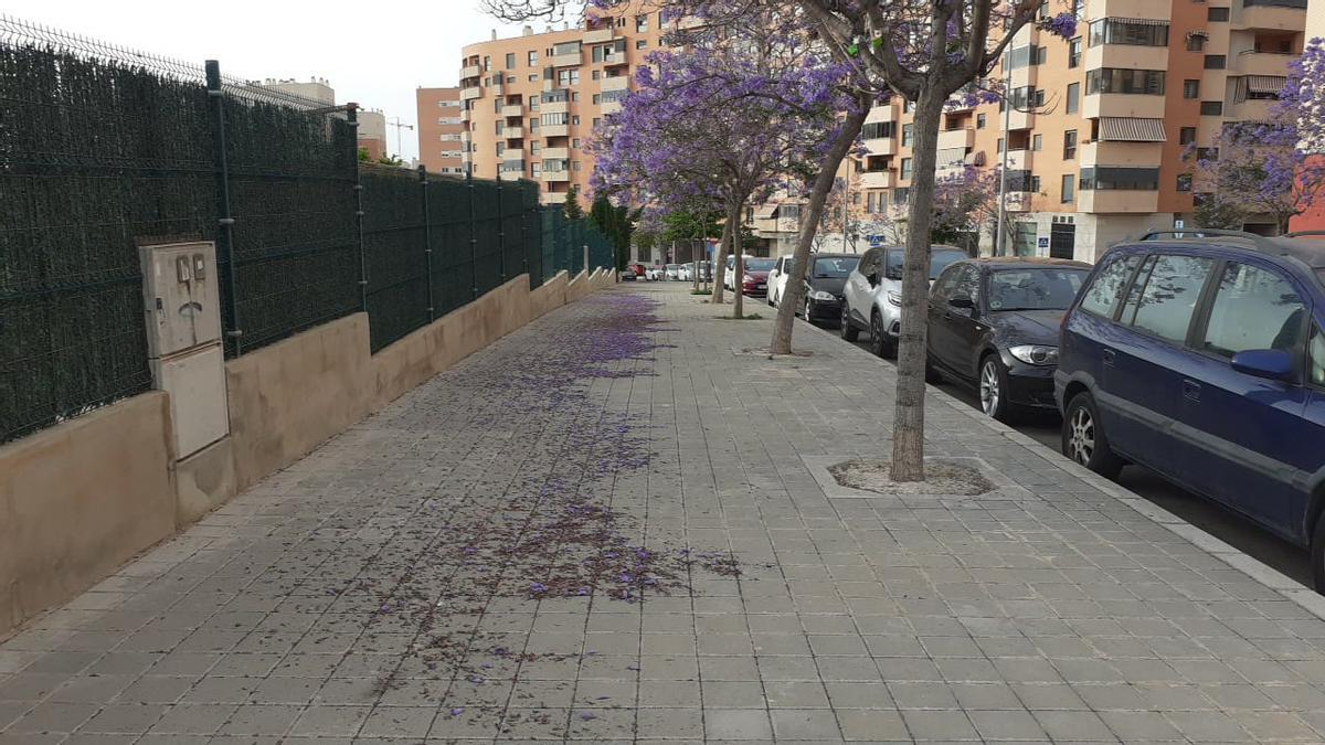 Jacarandas en el barrio de San Blas. Tan bonitas como sucias