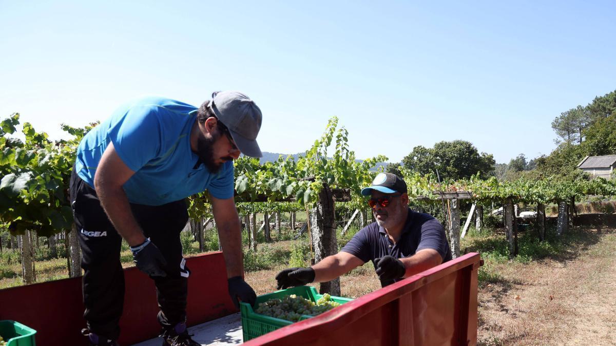 La vendimia en Bodegas Laureatus, en San Martiño de Meis, ya ha finalizado.