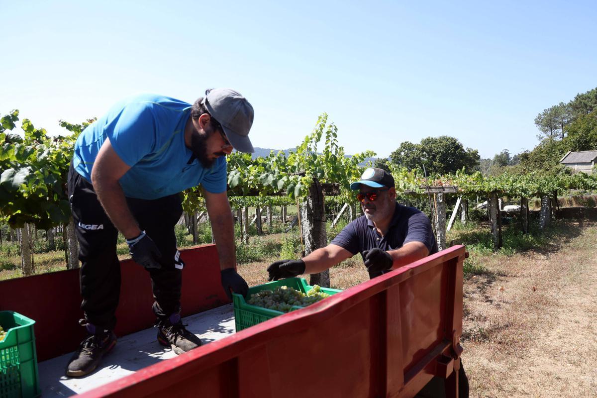 La vendimia en Bodegas Laureatus, en San Martiño de Meis.