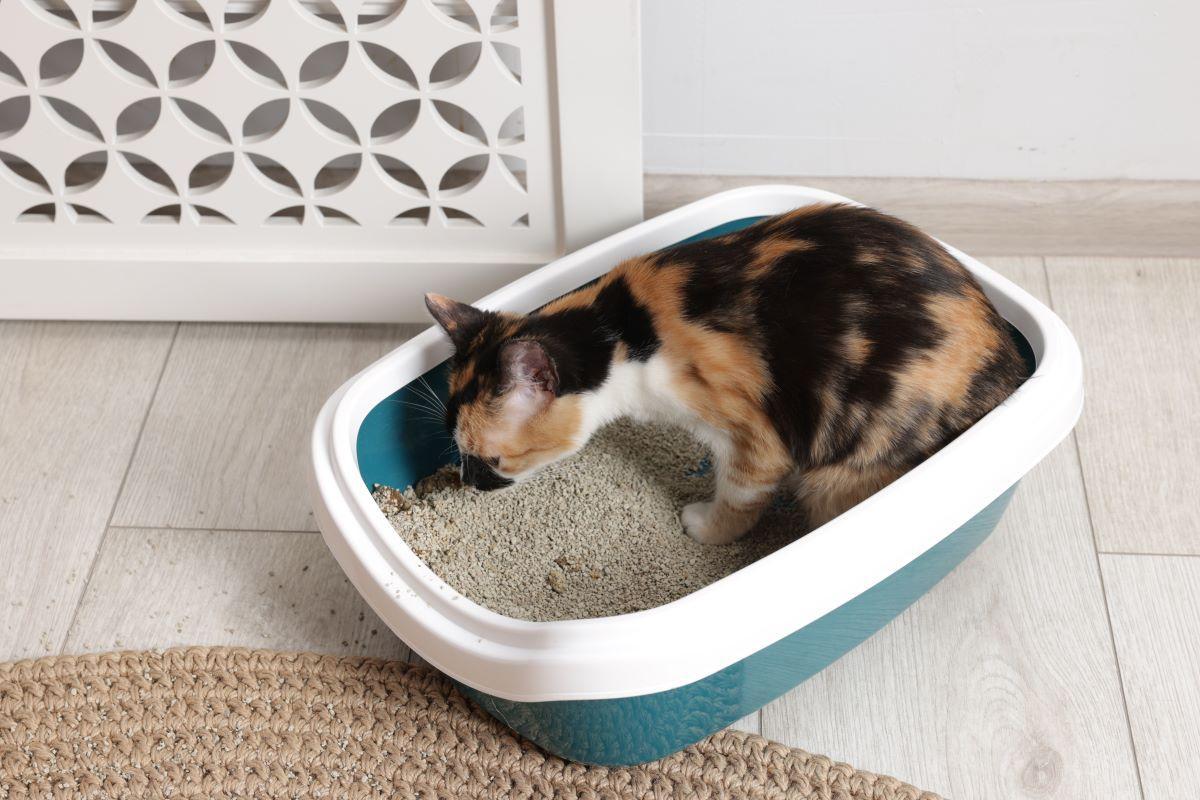 Gastos como la arena, correas o juguetes inflan la factura total de tener una mascota.