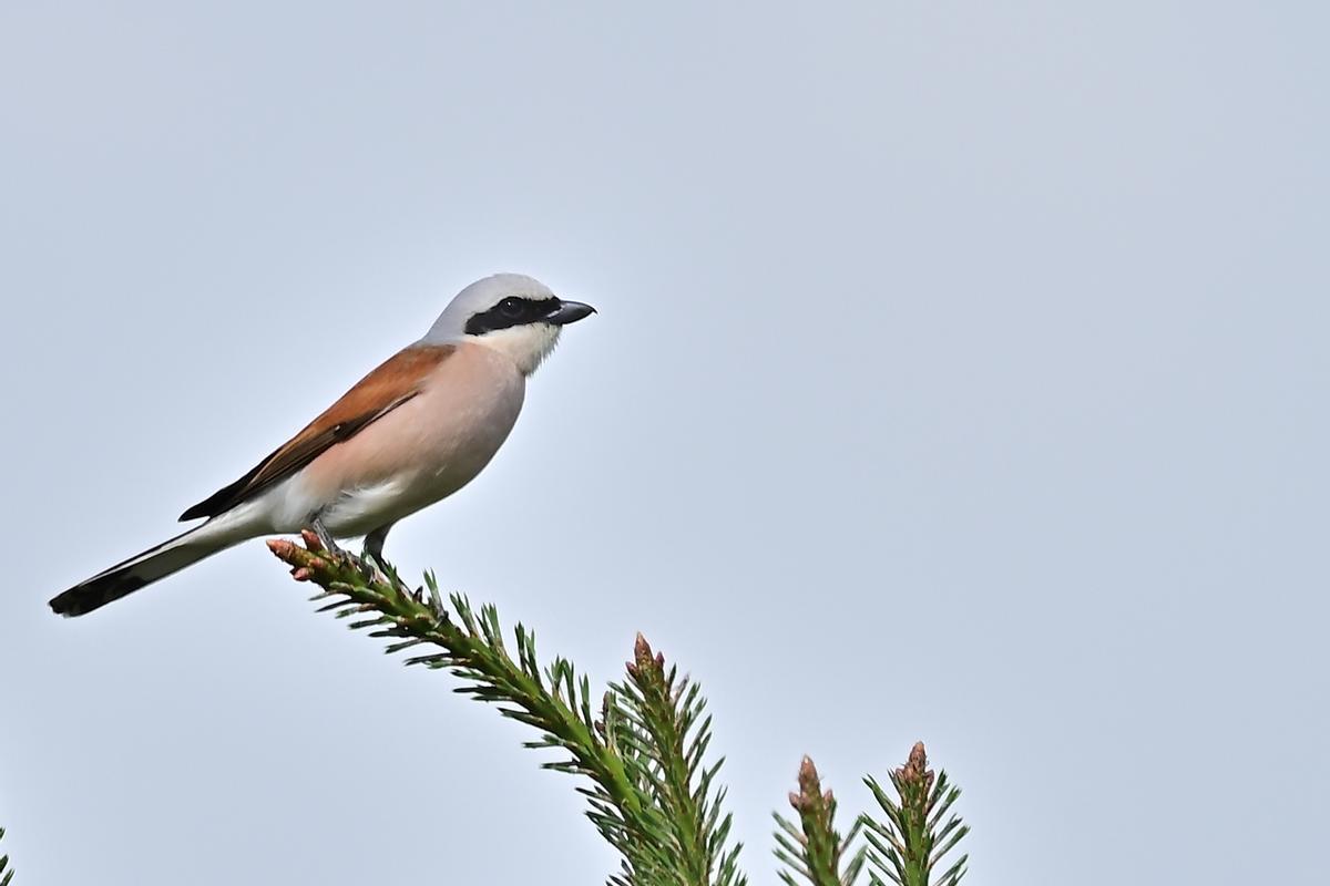 Macho de alcaudón dorsirrojo.