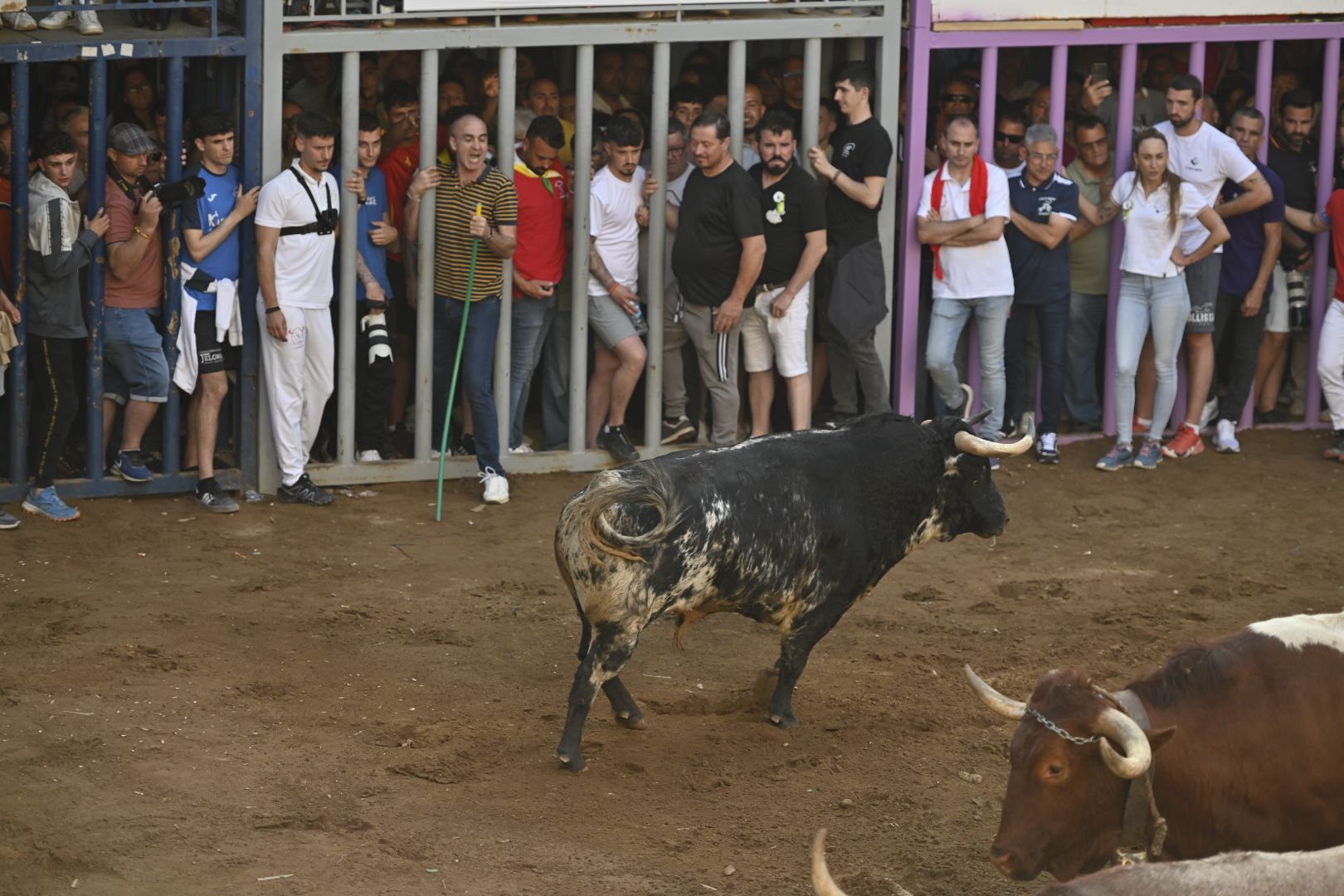 Galería | Primera tarde de toros en Almassora