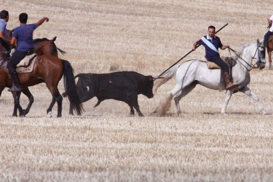 Fiestas en Zamora: Encierro campero en VIllaescusa