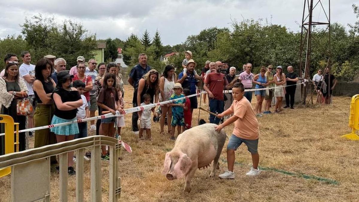 Anxo Calviño se hizo con el primer premio del Concurso Interracial de Manejo Porcino.