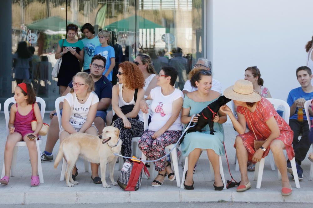 Desfile de perros que buscan un hogar