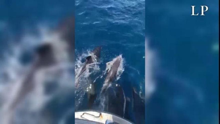 Espectacular grupo de delfines en la costa del Castillo del Romeral