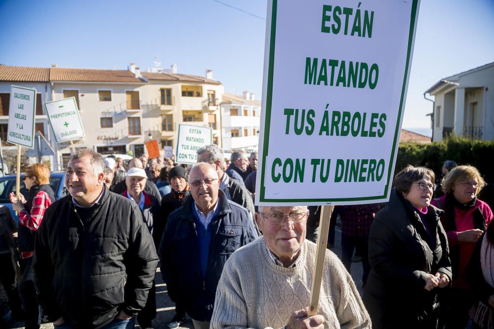 Agricultores de la provincia se manifiestan contra el plan de erradicación de la Xylella del Consell