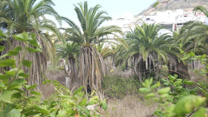 La acumulación  de maleza en el palmeral del casco tiene en vilo a vecinos de Arucas