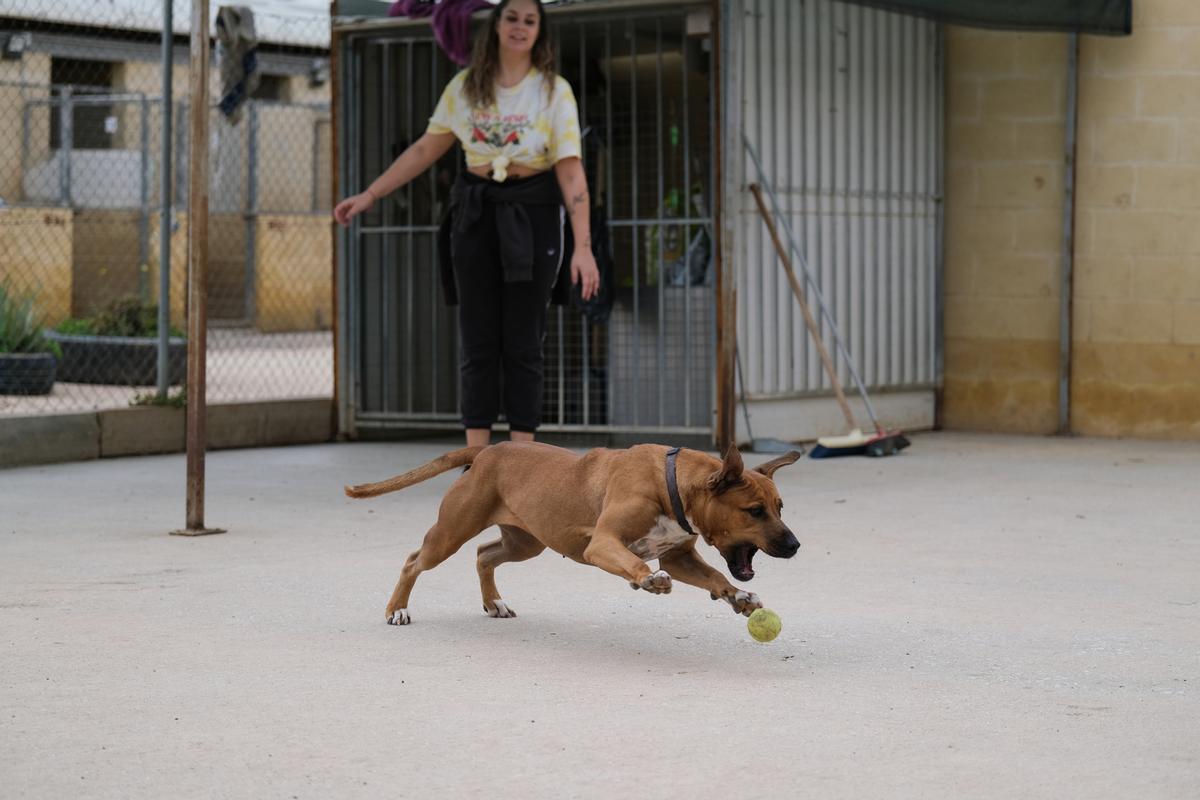 La Protectora de Animales de Málaga, a finales de octubre La Protectora de Animales de Málaga, a finales de octubre
