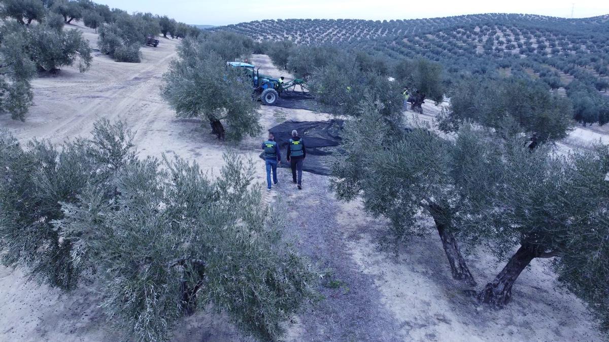 Agentes de la Guardia Civil inspeccionan un olivar.