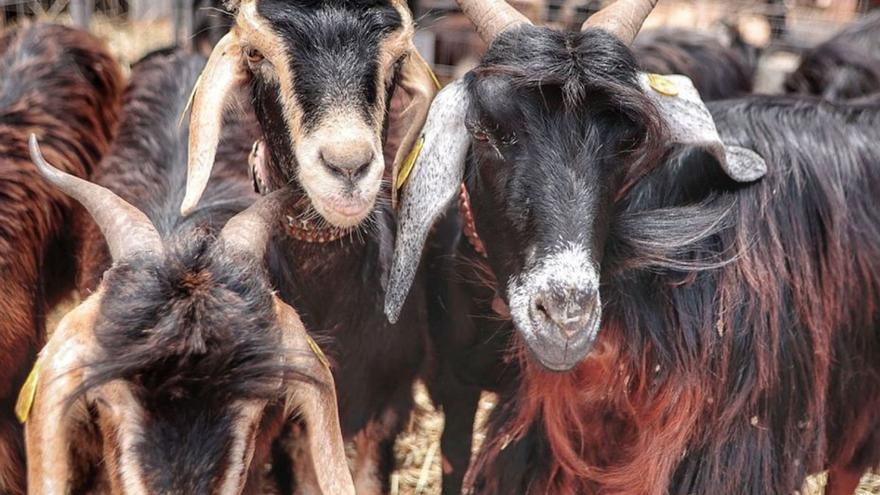 Cabras en la Feria de Ganado de La Laguna. | | MARÍA PISACA