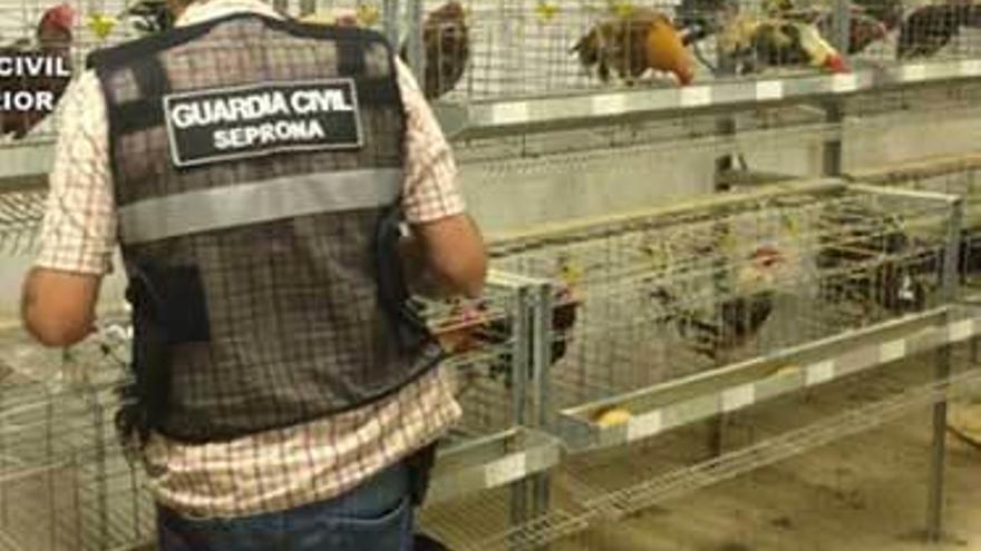 Uno de los agentes en el criadero en Cangas de Onís.