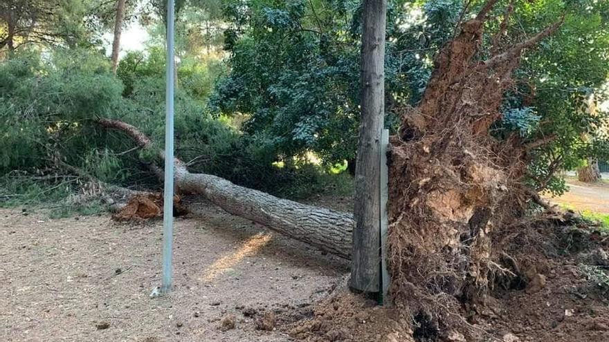 El viento derriba un árbol de grandes dimensiones en la ruta de El Termet