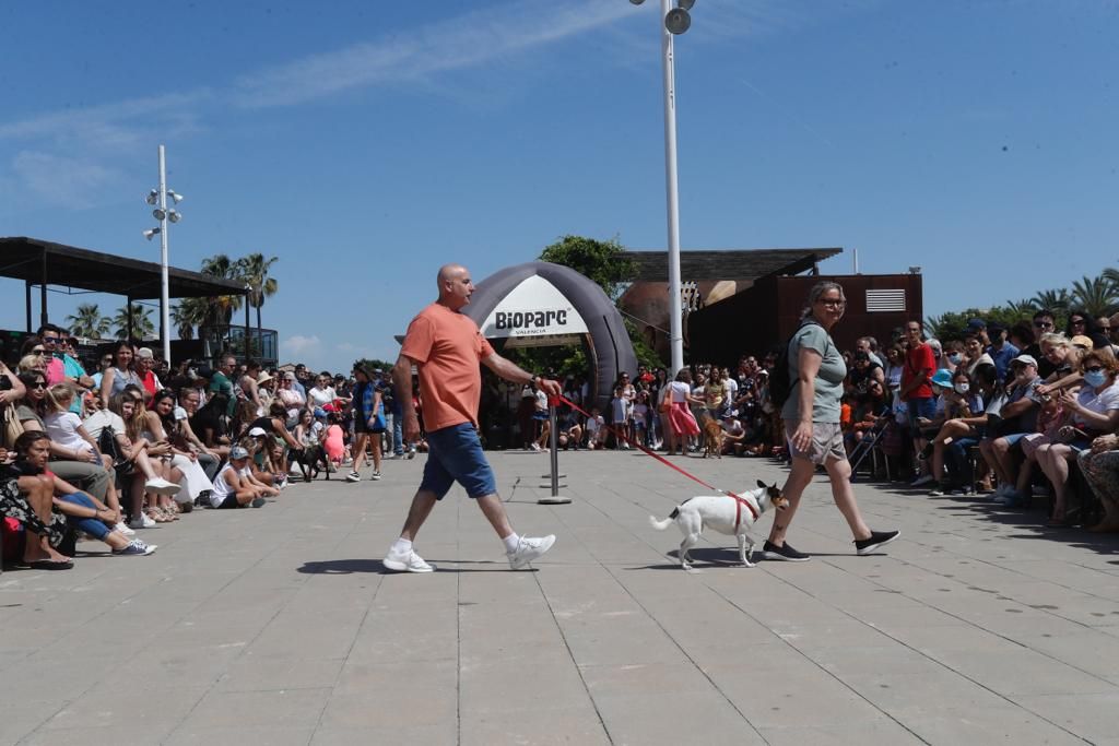 Pasarela de perros de adopción en Bioparc