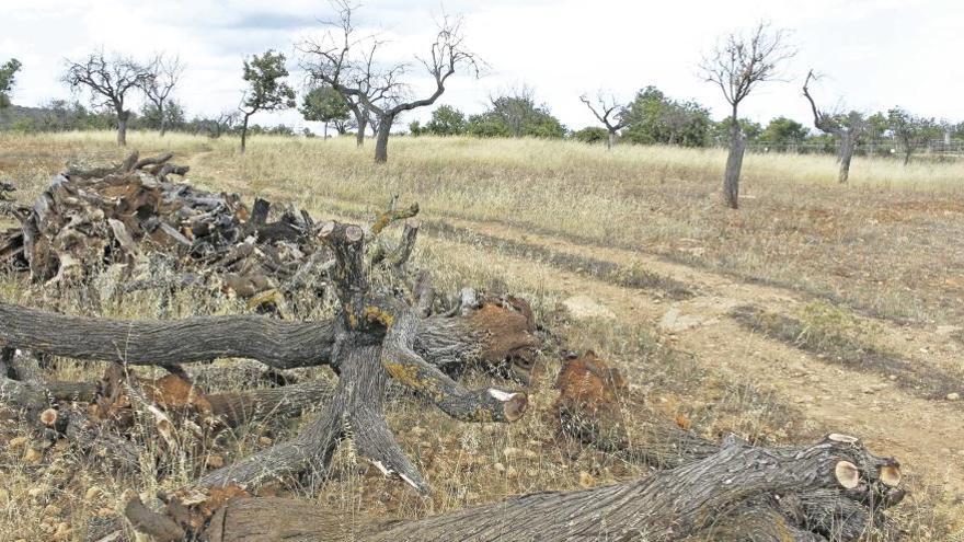 Almendros muertos y otros talados en la finca de Son Carrió donde investigó Moralejo en 2010.