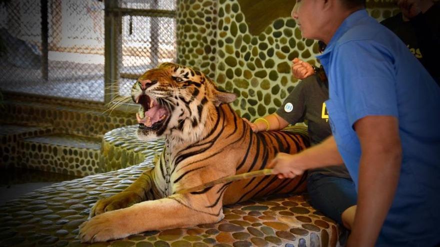 Indignación por el vídeo de un tigre golpeado para que los turistas se hagan fotos mientras ruge