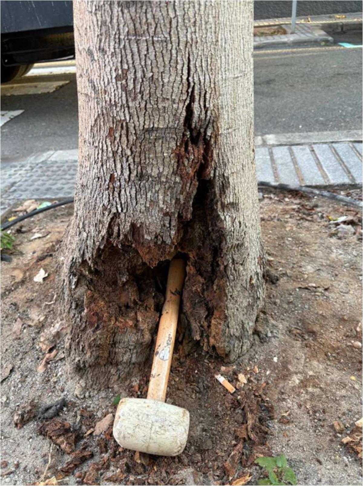 Árbol afectado por los orines de los perros en Las Palmas de Gran Canaria, con una gran oquedad y podredumbre.