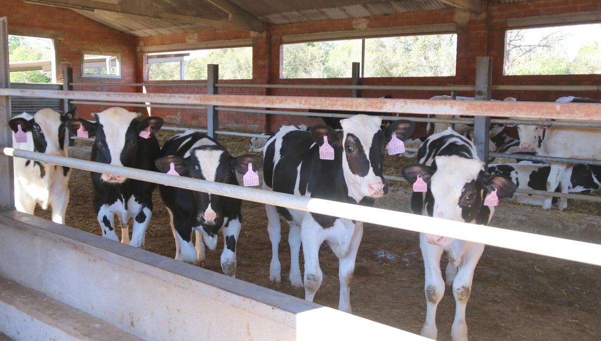 granja Imatge d'arxiu d'una granja gironina