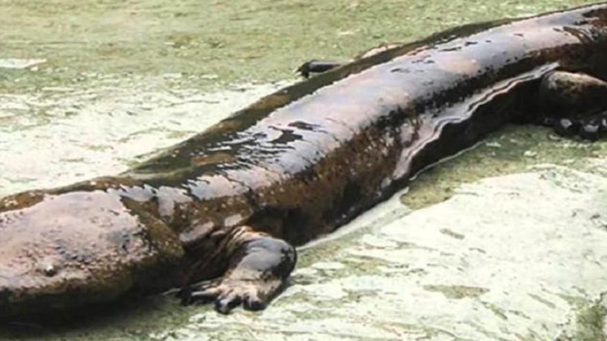 Identificat el nou anfibi més gran del món