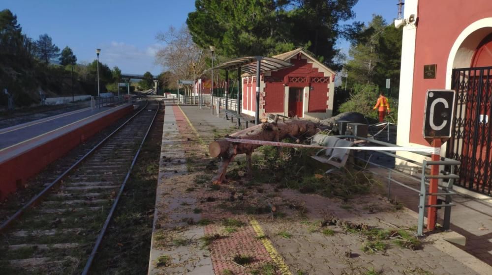 El fuerte vendaval causa la caída de árboles y de cascotes en València