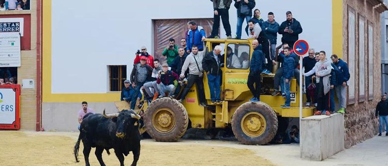 La comisión de Sant Vicent ha anunciado ya la compra de dos toros.